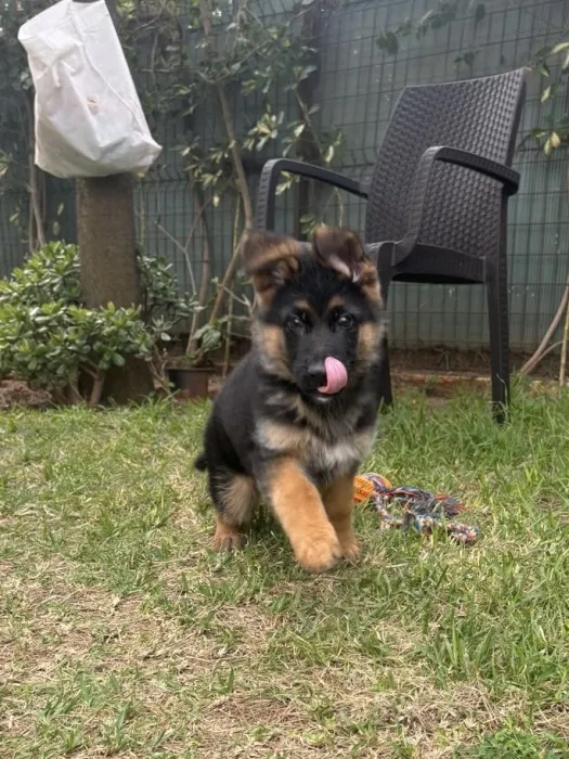 Magnifique chiot berger allemand avec pedigree