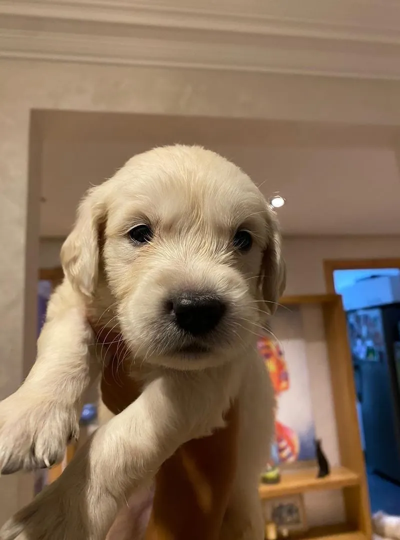Golden Retriever mâle et femelle disponibles