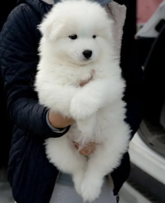 Chiots samoyède