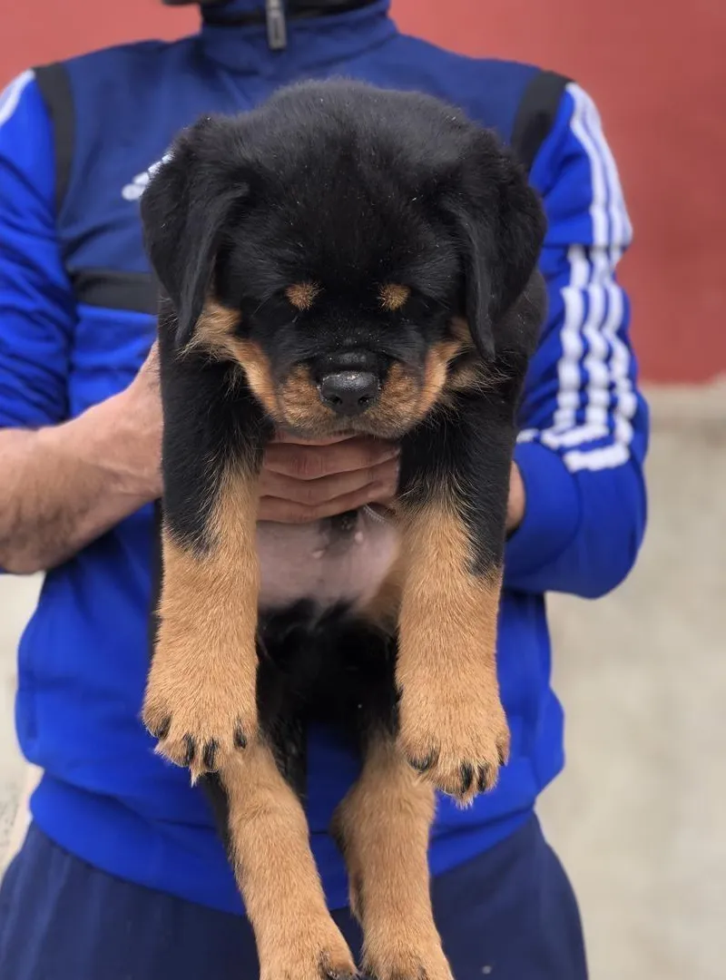 Chiots rottweiler pedigree lignée champion