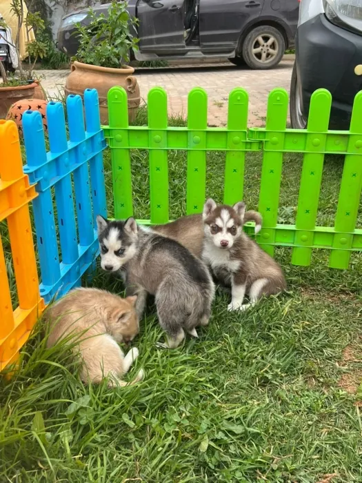 Husky sibérien ❄