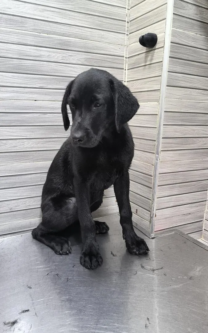 Labrador