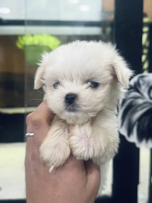 Bichon maltais nain