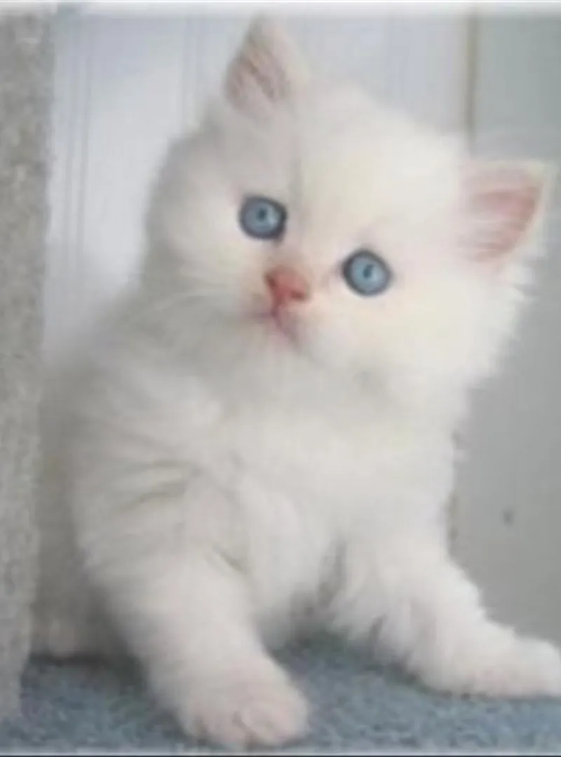 Joli chaton persan 2 mois