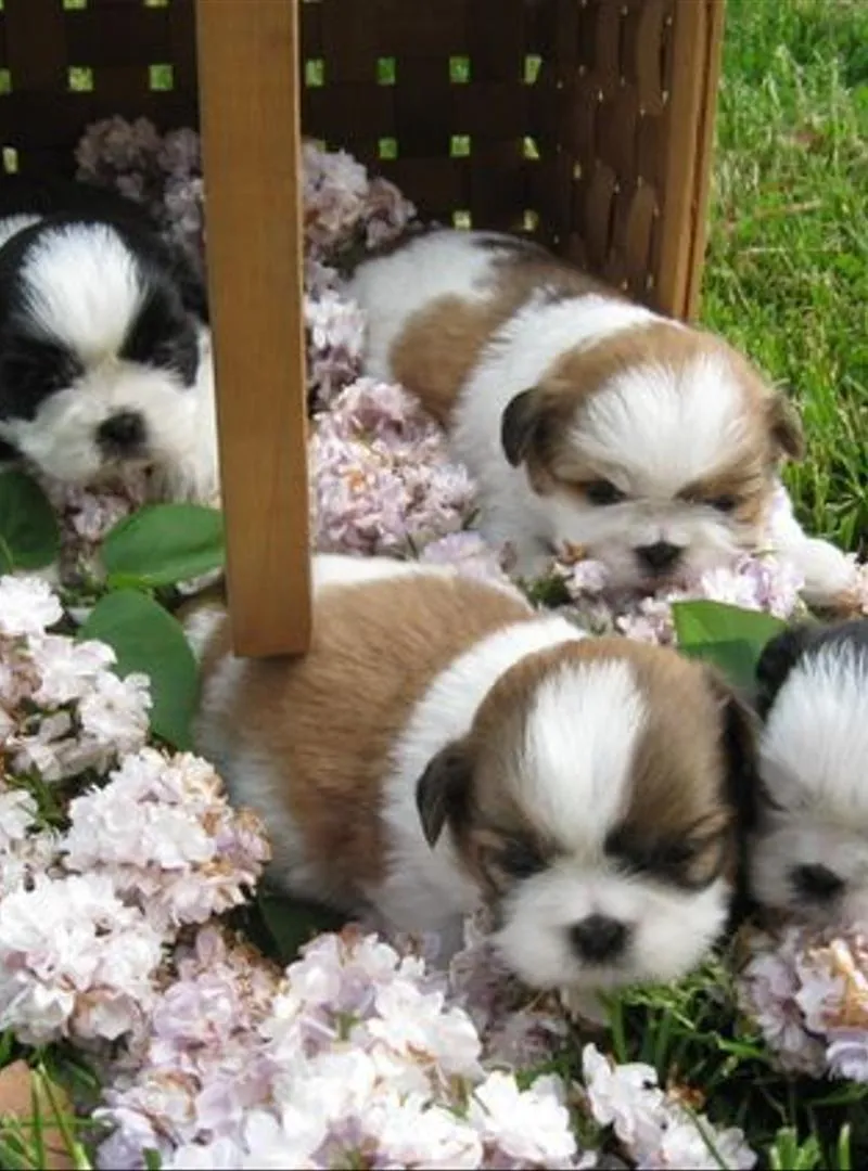 Chiots shitzu de race pure