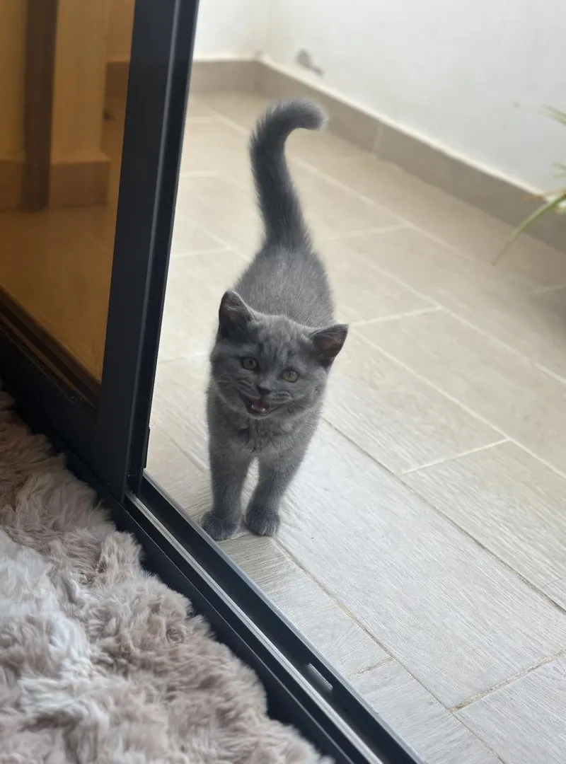 British Shorthair