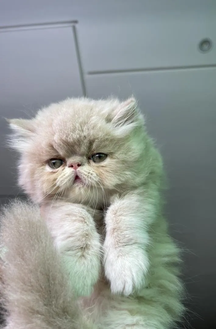 Chat persan