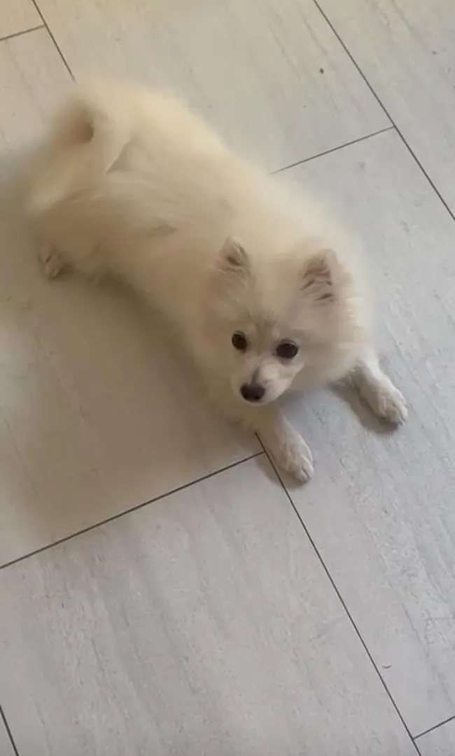 Spitz Pomeranian