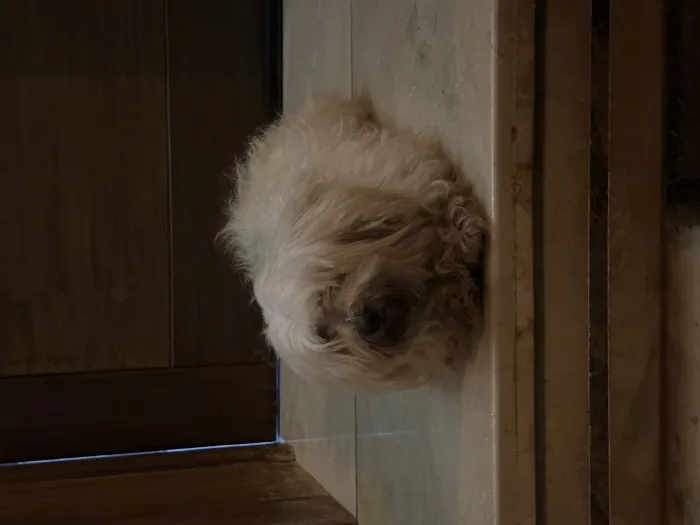 Chien bichon maltais