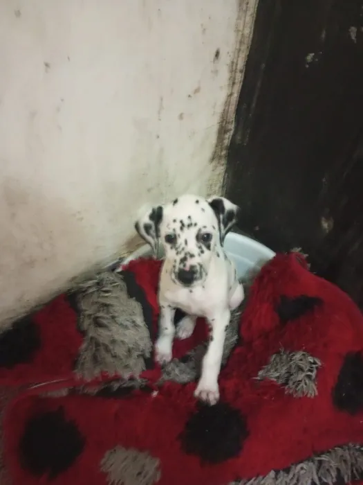 Dalmatien