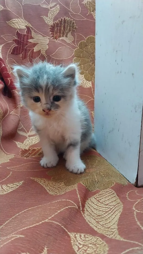Chaton à vendre