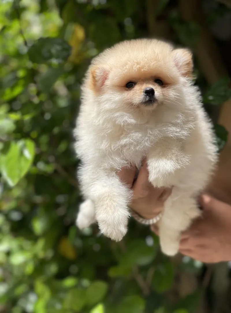 Spitz pomeranien