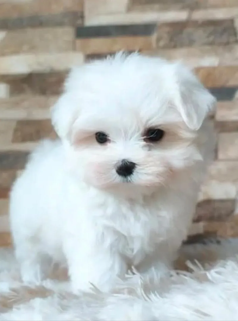 Chiots de race Bichon Maltais nain âgés de 45 jours