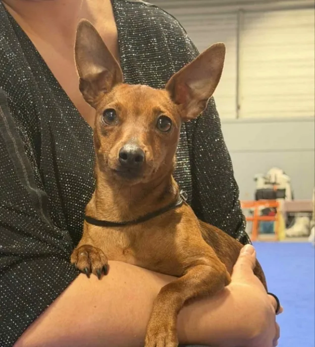 Pinscher nain maron