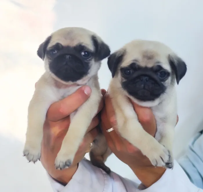 Disponibles magnifiques chiots carlin