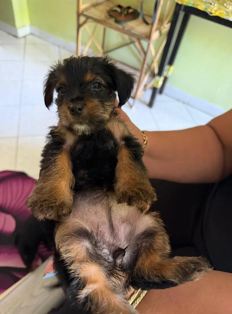 Chiots Yorkshire purs à vendre