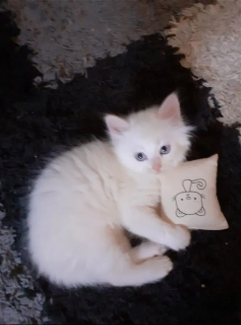 Chaton bébé angora 50 jours