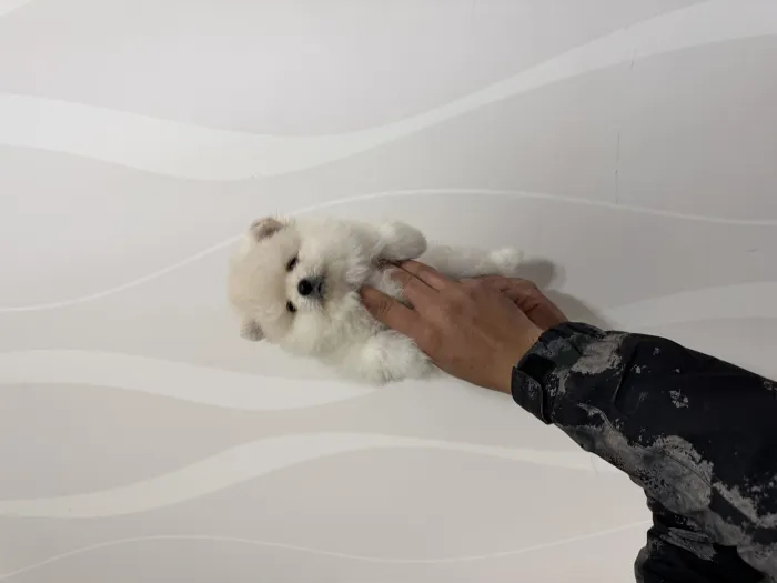 Chiot de Poméranie (spitz nain)