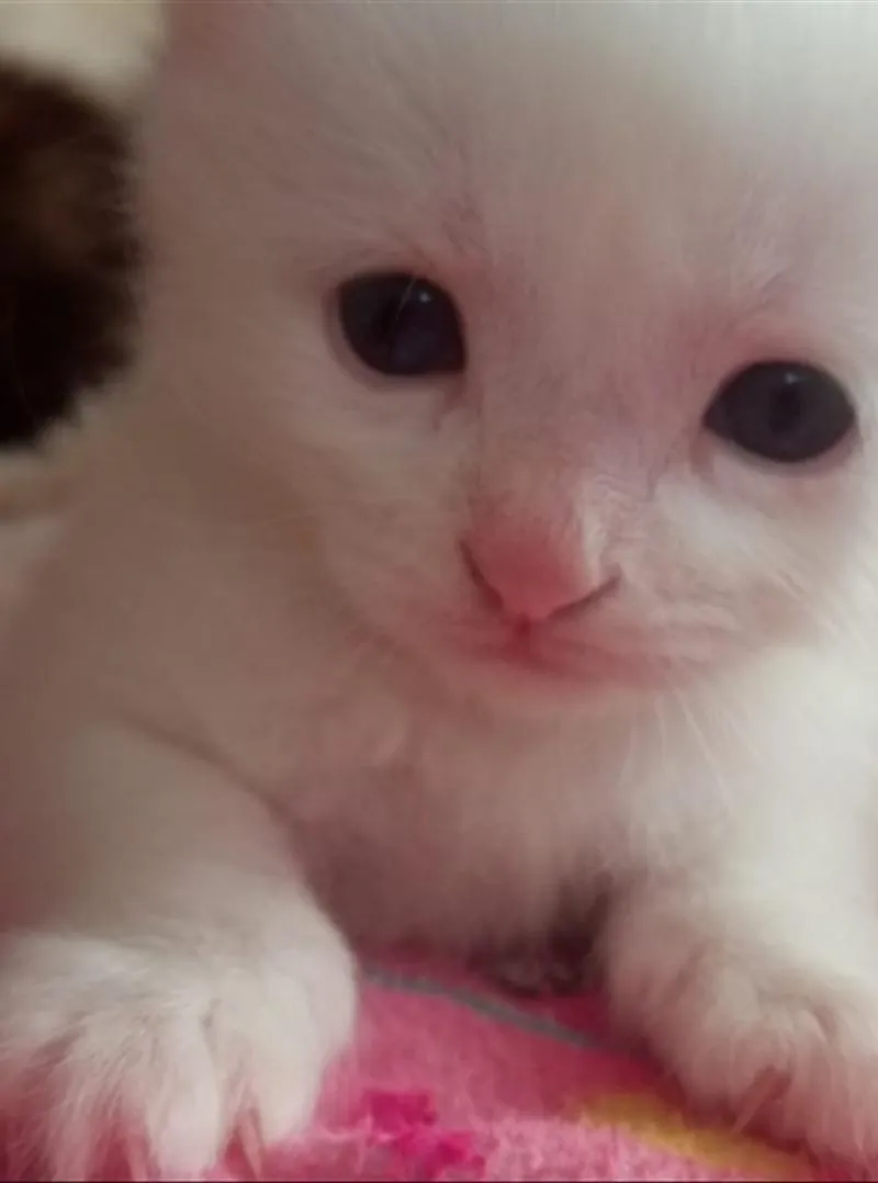 Chaton bébé angora âgé de 1 mois et 20 jours