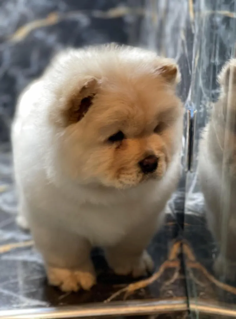 Chow chow chiot