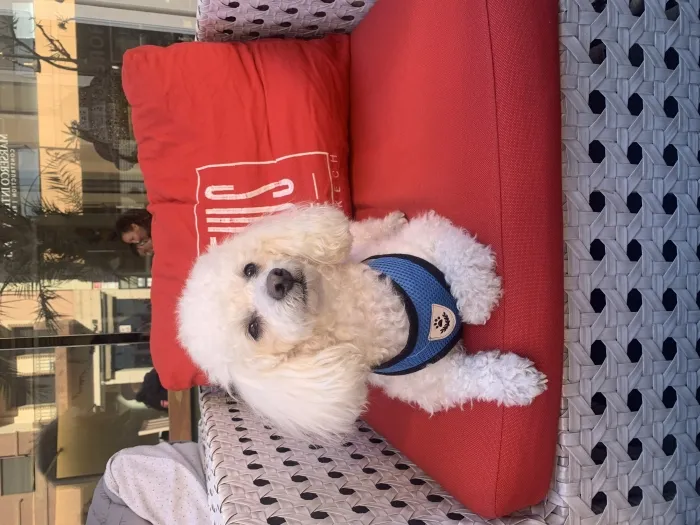 Caniche nain