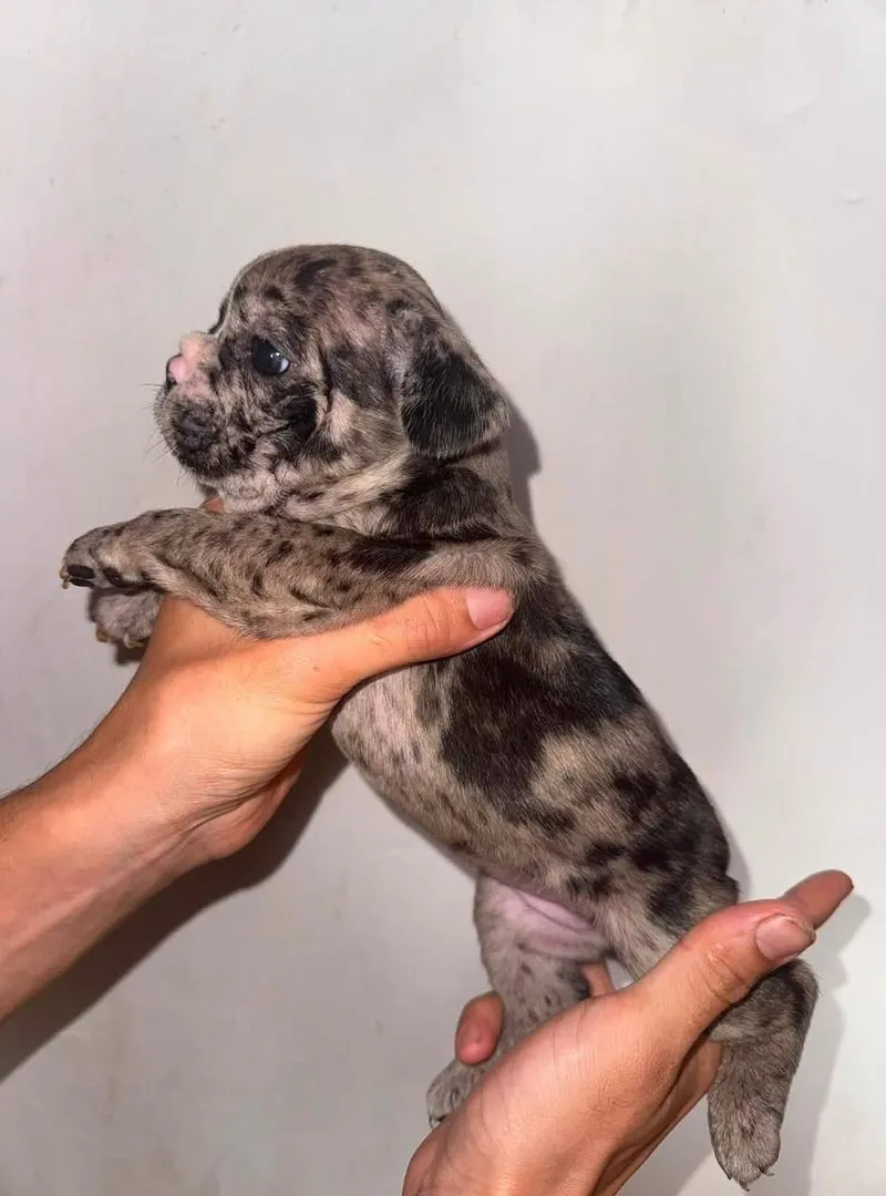 Chiot bulldog de maison, bienvenue, bon prix