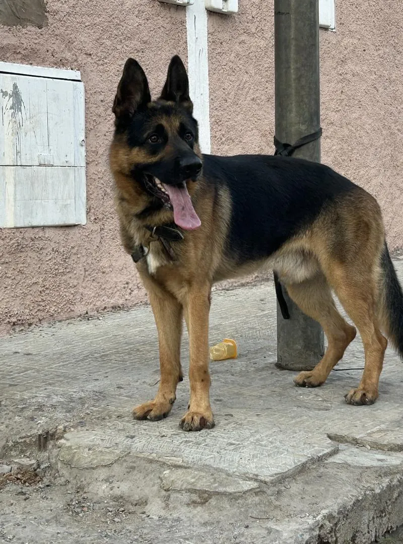 Berger allemand grand gabarit