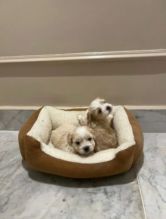 Bichon Havanais 🎊