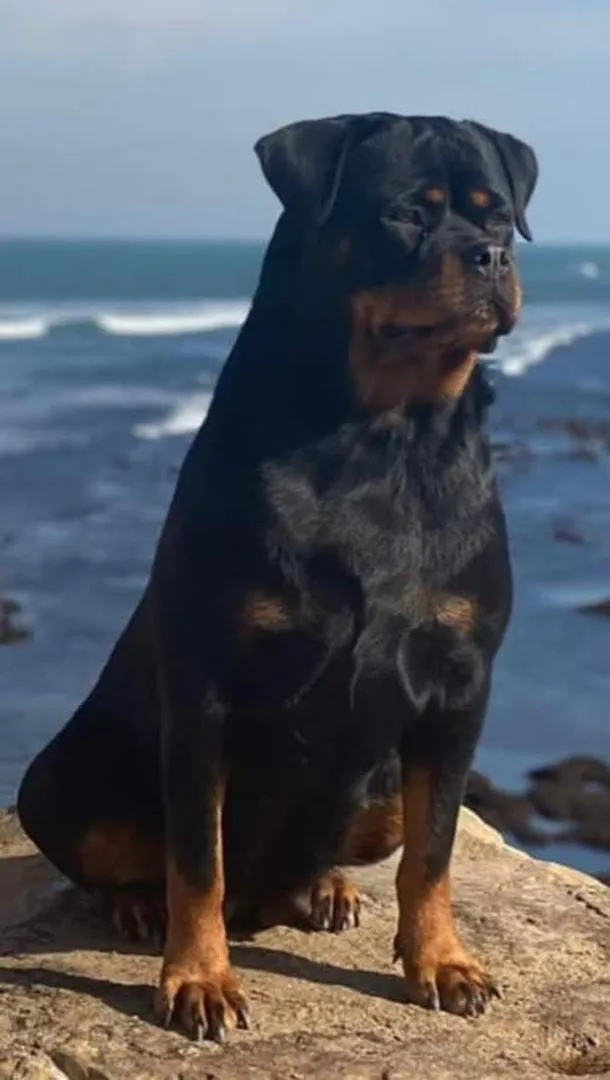 Magnifique femelle adulte Rottweiler avec pedigree