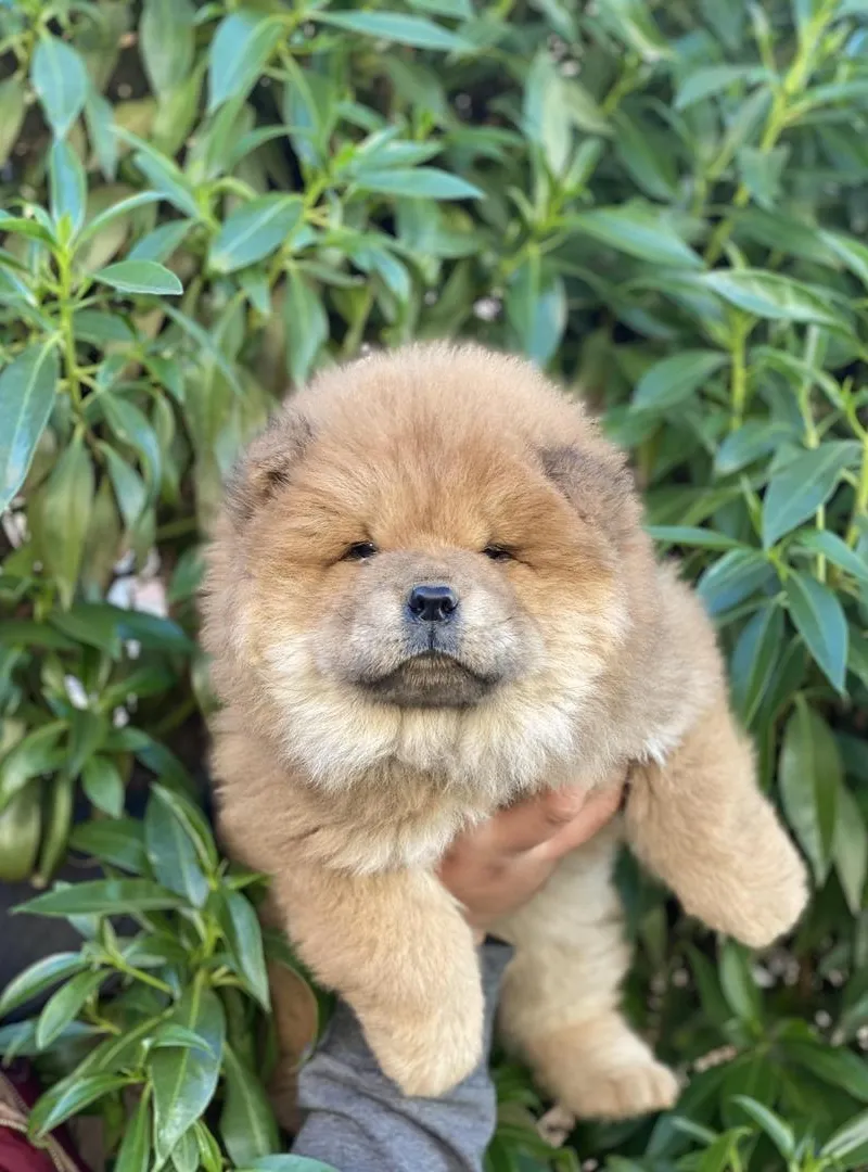 Chowchow chiot bien typé