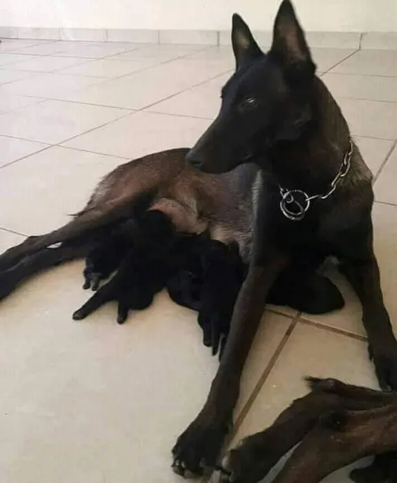 Super chiots malinois charboni
