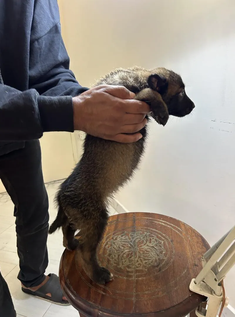 Chiots Malinois pure race