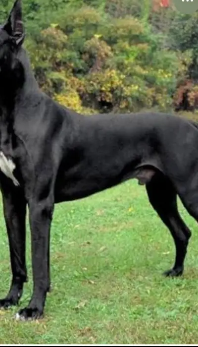 Dog allemand magnifique mâle au grand gabarit