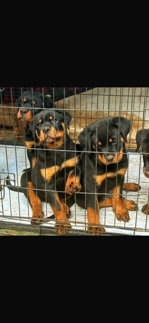 Rottweiler pedigree chiot