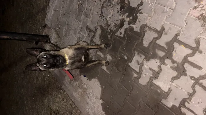 Malinoi