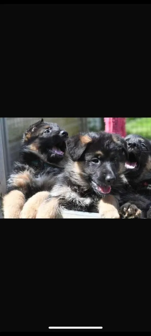 Chiot berger allemand