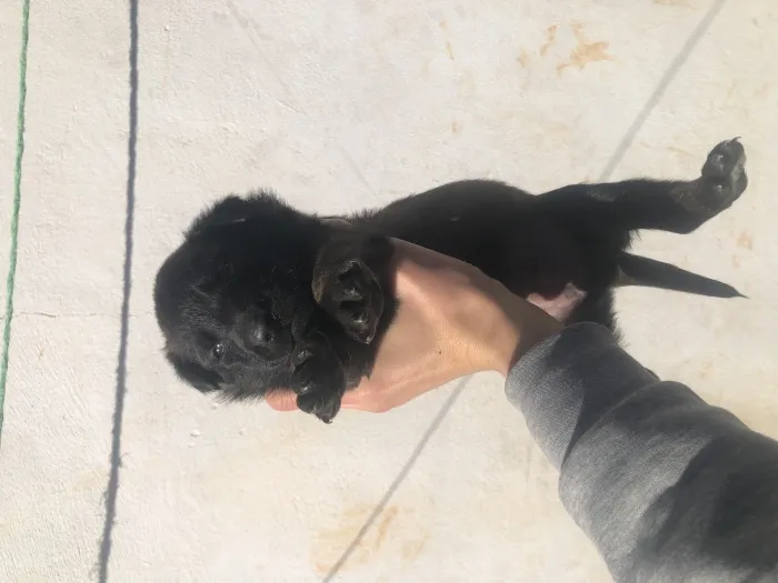 Des chiots malinois pure race son père pedegre