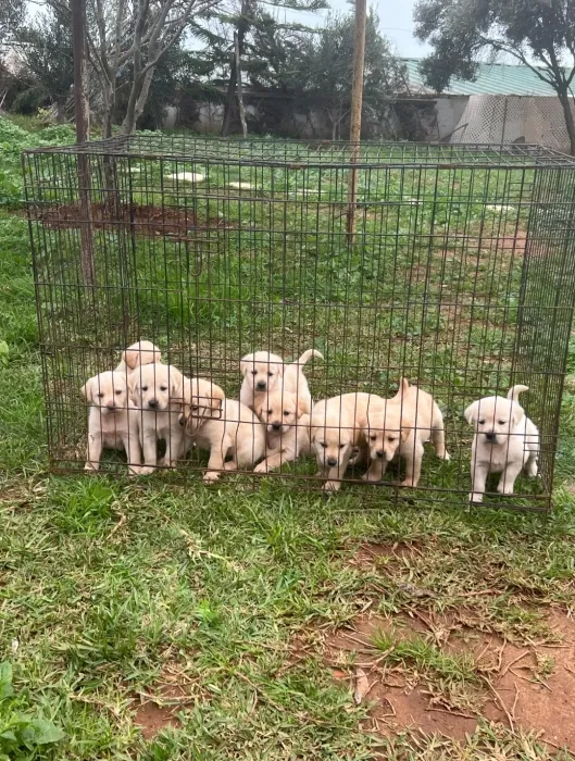 Labrador 👑
