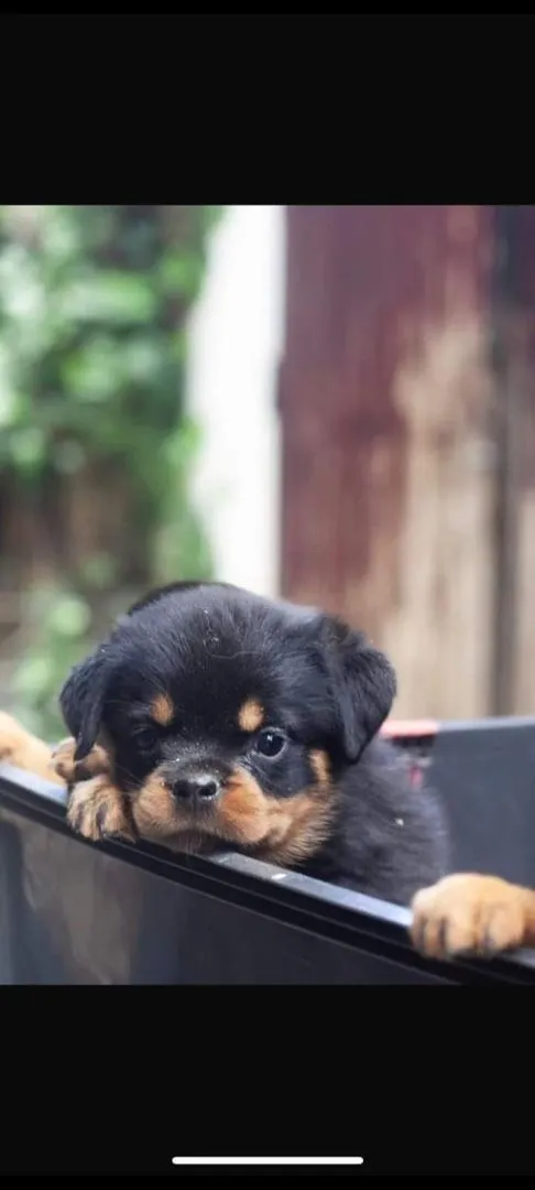 Chiot Rottweiler pedigree