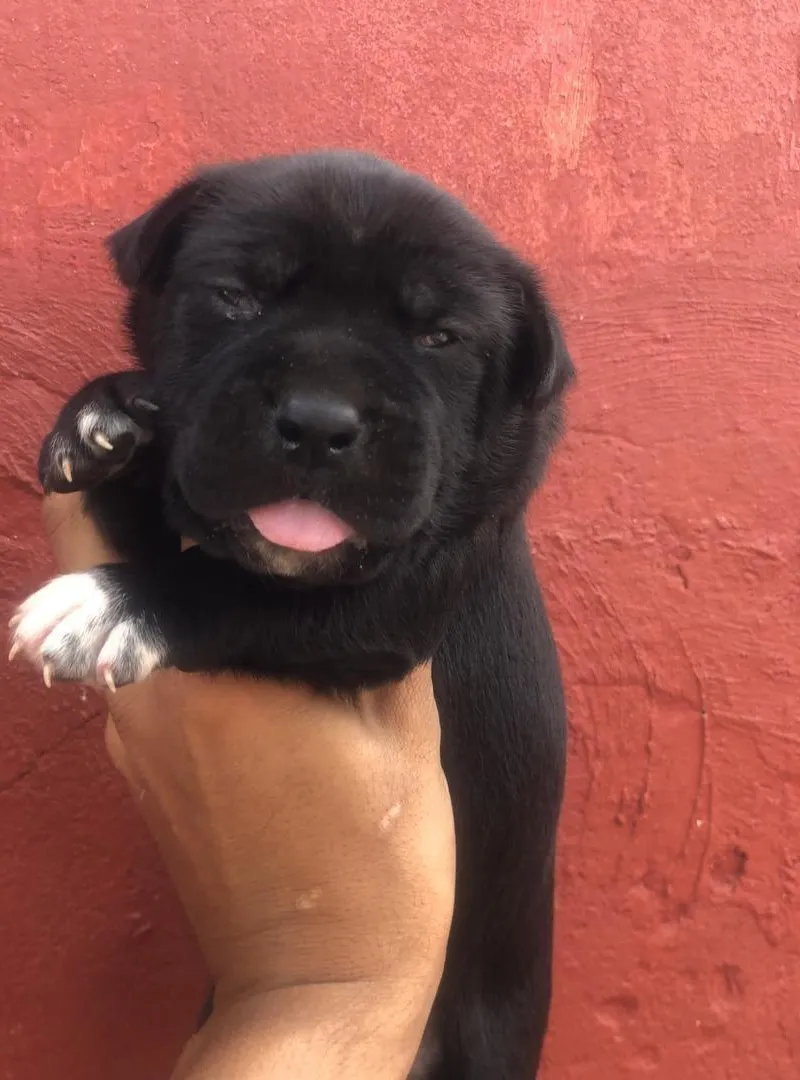 Chiot Cane Corso pedigree