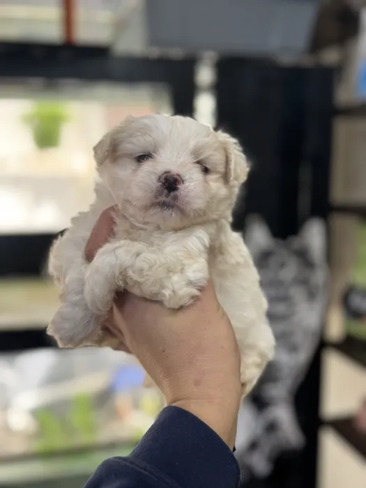 Bichon nain