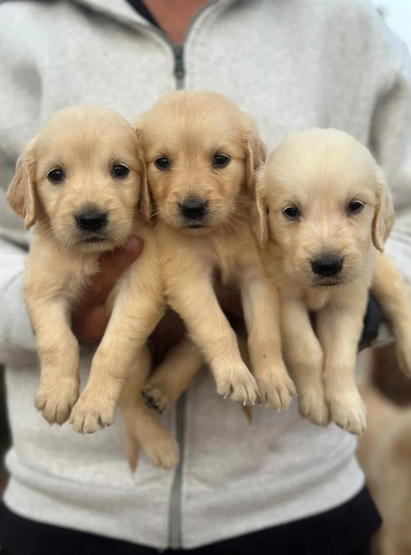 Chiot Golden Retriever