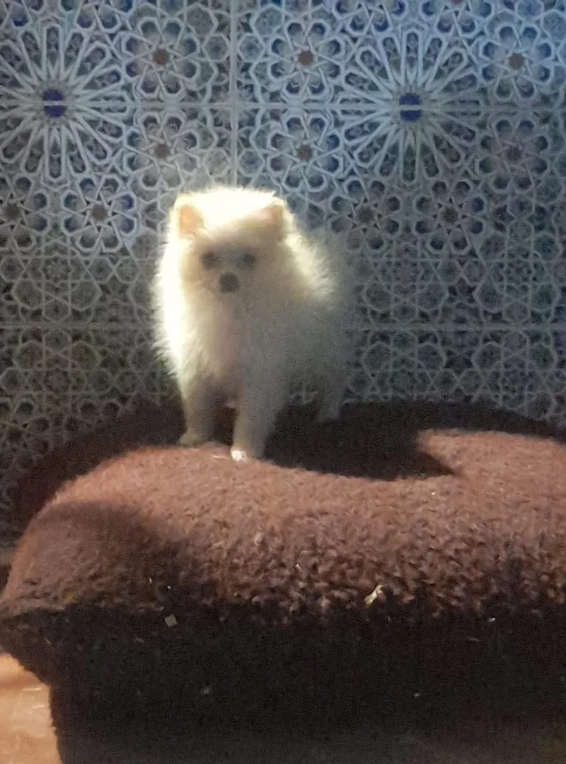 Chiot Spitz nain