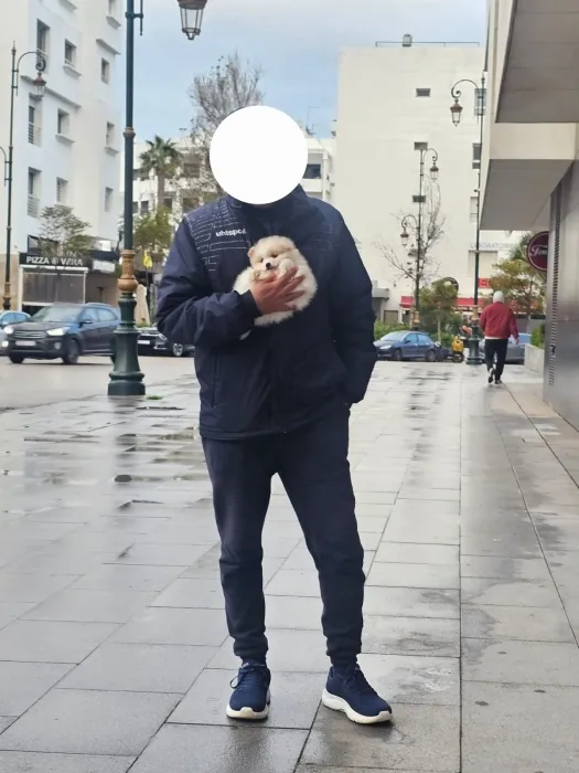 Spitz pomeranien