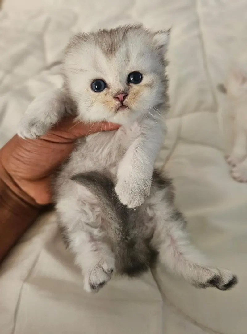Scottish fold long hair