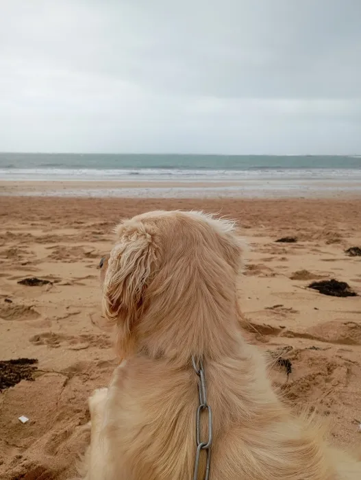 Golden retriever