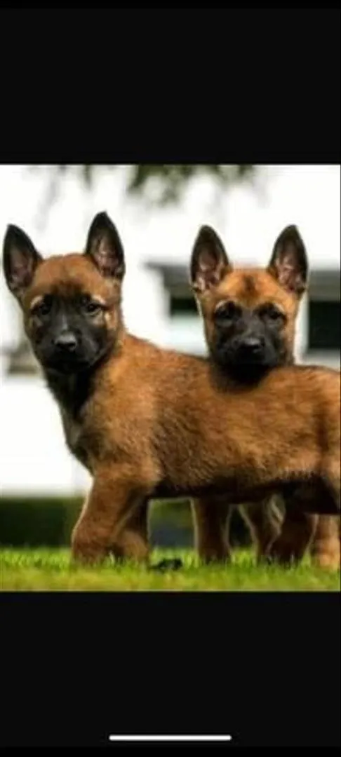 Chiot femelle malinois charbonnée à vendre
