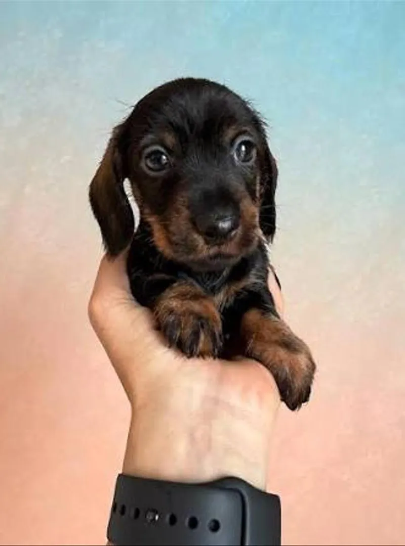 Teckel chiot black tan chiot