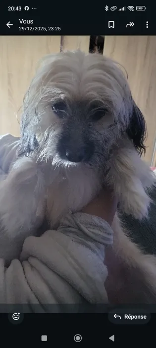 Chienne pour adoption