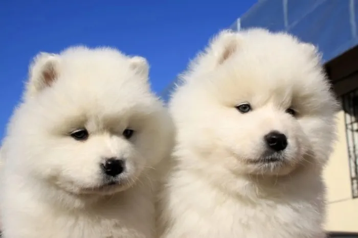 Samoyède chiots